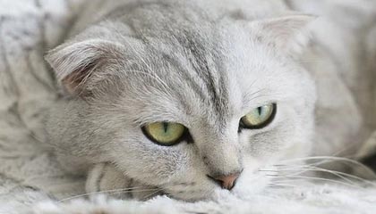 揭阳伴游,定制QQ:3494206190微信:act1322